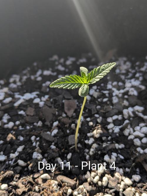 3rd Outdoor Grow - Purple Lemonade RF3. Week 1