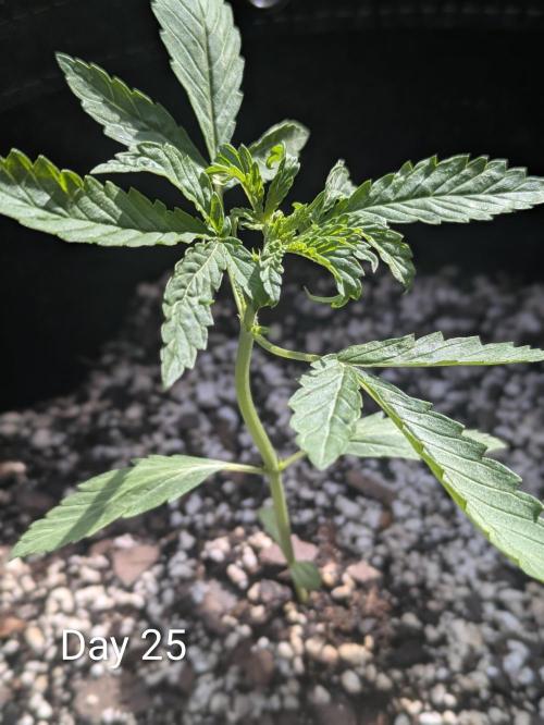 1st Outdoor Grow - Mystic Gorilla Auto. Week 3 - Day 25 - Mystic Gorilla Auto Progress 