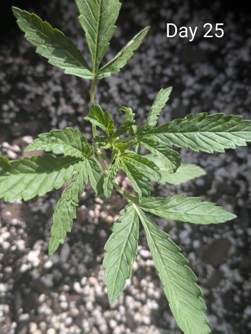 1st Outdoor Grow - Mystic Gorilla Auto. Week 3 - Day 25 - Mystic Gorilla Auto Progress 