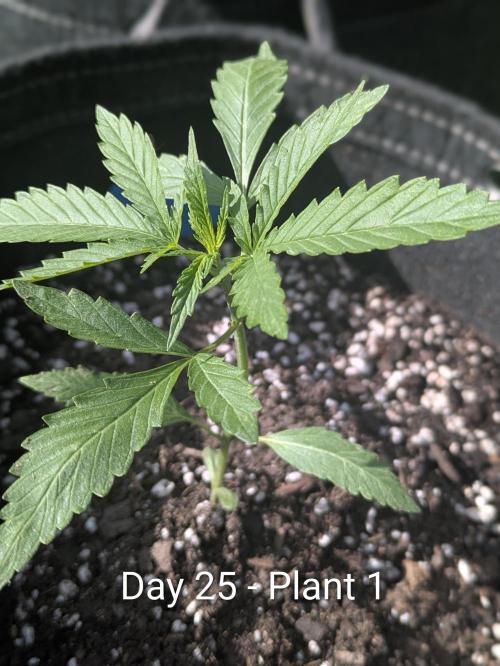 2nd Outdoor Grow - Mystic Gorilla Auto. Week 3