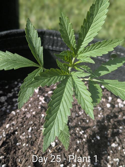 2nd Outdoor Grow - Mystic Gorilla Auto. Week 3