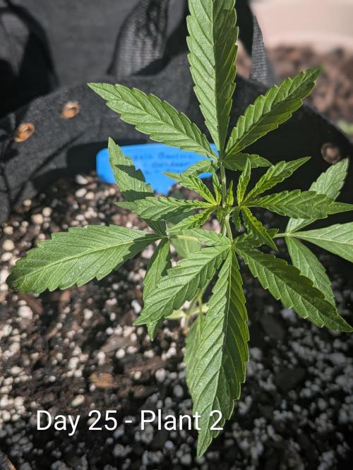 2nd Outdoor Grow - Mystic Gorilla Auto. Week 3