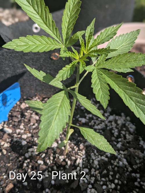 2nd Outdoor Grow - Mystic Gorilla Auto. Week 3