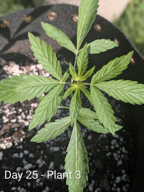 2nd Outdoor Grow - Mystic Gorilla Auto. Week 3