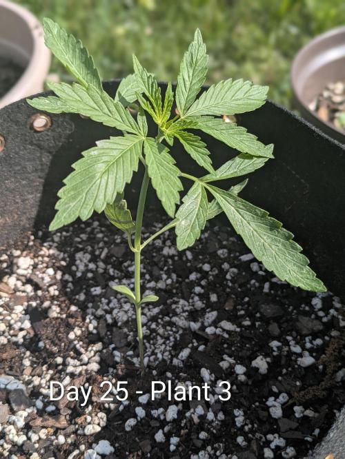 2nd Outdoor Grow - Mystic Gorilla Auto. Week 3