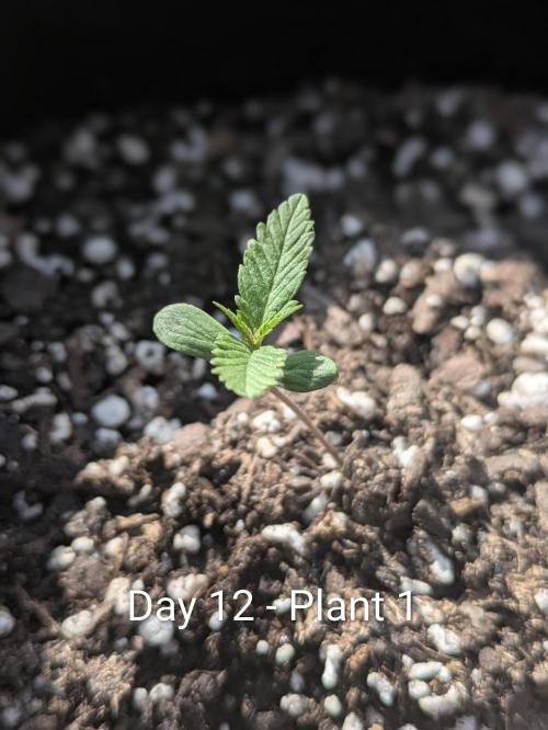 3rd Outdoor Grow - Purple Lemonade RF3. Week 1