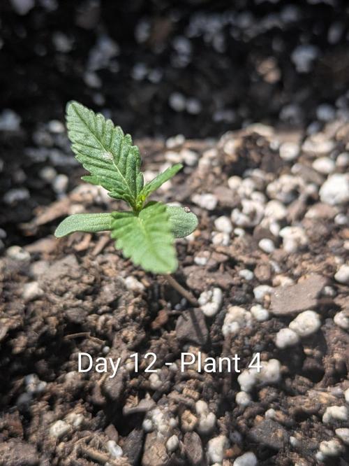 3rd Outdoor Grow - Purple Lemonade RF3. Week 1