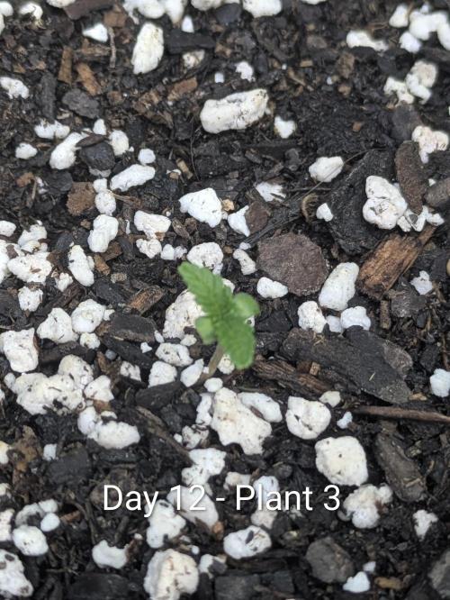 Purple Lemonade Auto RF3. Week 1