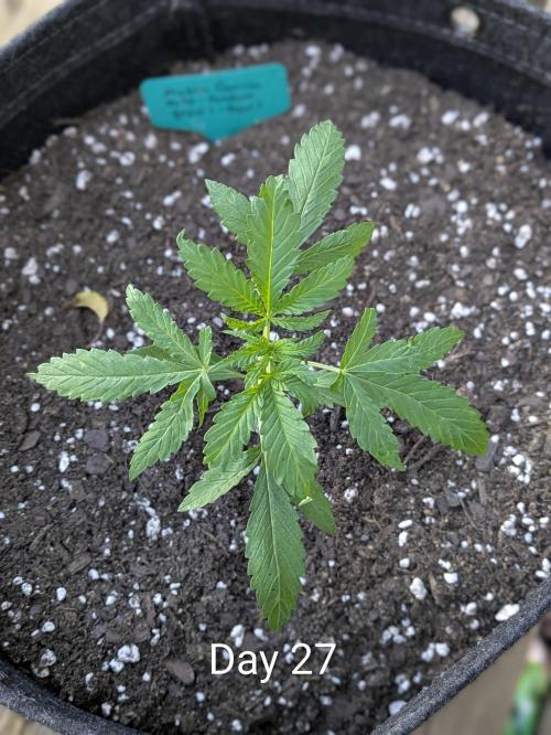 1st Outdoor Grow - Mystic Gorilla Auto. Week 3 - Day 27 - Mystic Gorilla Auto Progress 