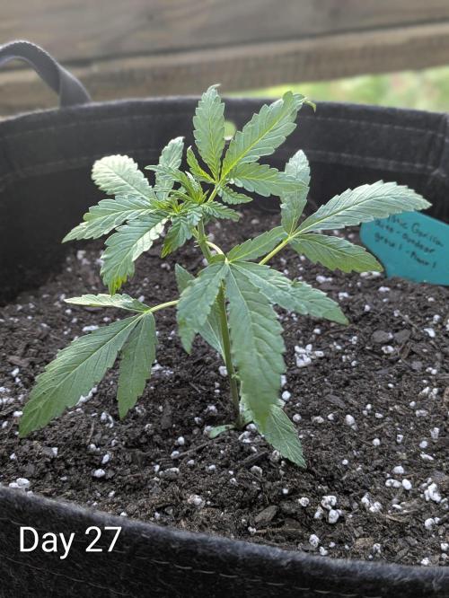 1st Outdoor Grow - Mystic Gorilla Auto. Week 3 - Day 27 - Mystic Gorilla Auto Progress 