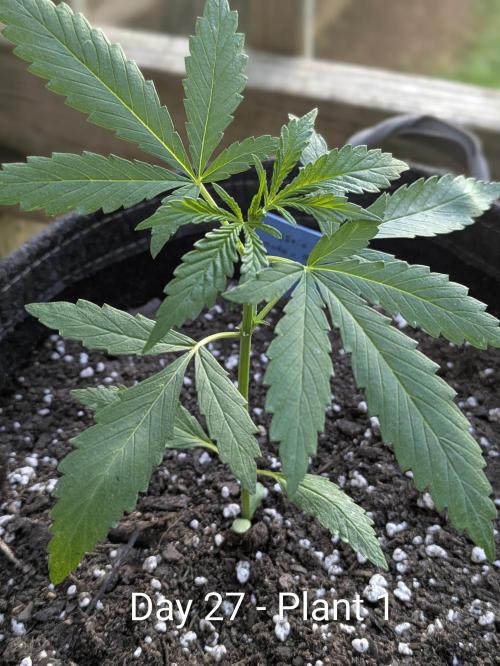 2nd Outdoor Grow - Mystic Gorilla Auto. Week 3