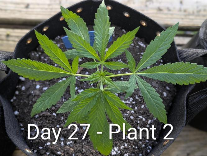 2nd Outdoor Grow - Mystic Gorilla Auto. Week 3