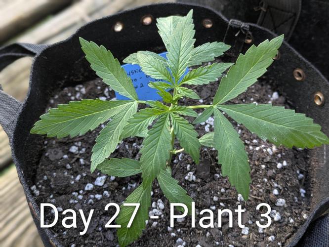 2nd Outdoor Grow - Mystic Gorilla Auto. Week 3