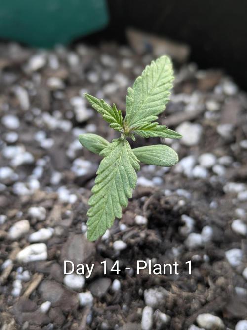3rd Outdoor Grow - Purple Lemonade RF3. Week 1