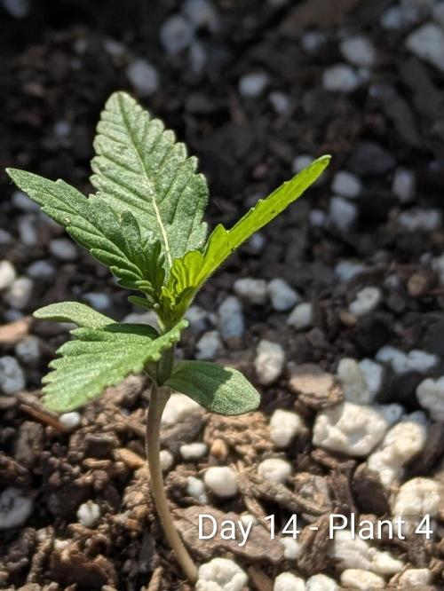 3rd Outdoor Grow - Purple Lemonade RF3. Week 1