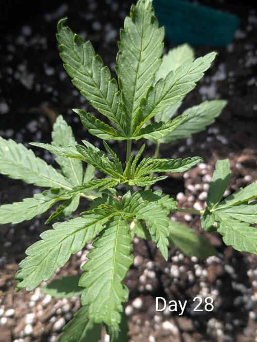 1st Outdoor Grow - Mystic Gorilla Auto. Week 4