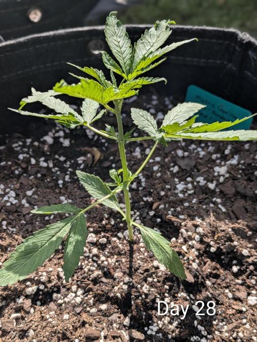 1st Outdoor Grow - Mystic Gorilla Auto. Week 4