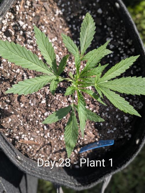 2nd Outdoor Grow - Mystic Gorilla Auto. Week 4