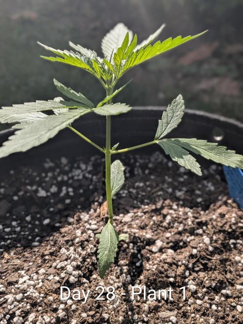 2nd Outdoor Grow - Mystic Gorilla Auto. Week 4