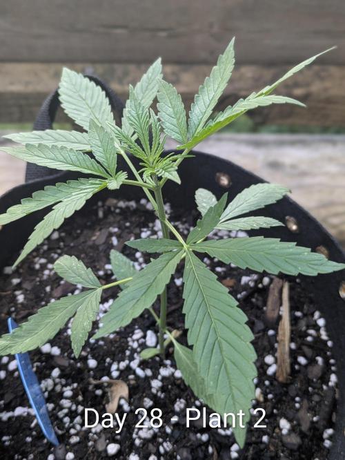 2nd Outdoor Grow - Mystic Gorilla Auto. Week 4