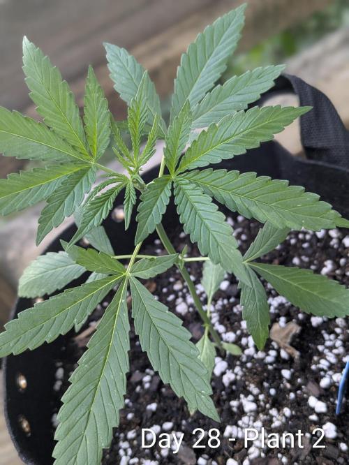 2nd Outdoor Grow - Mystic Gorilla Auto. Week 4