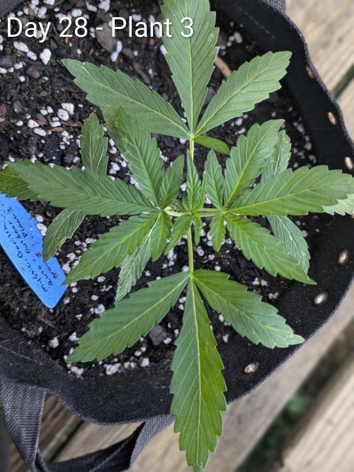 2nd Outdoor Grow - Mystic Gorilla Auto. Week 4