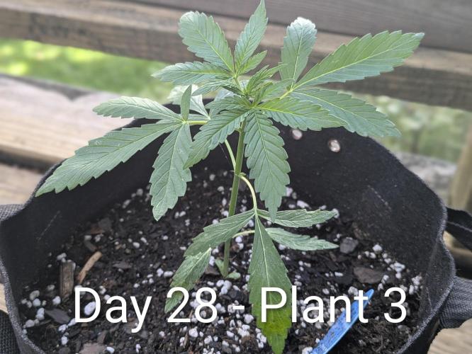2nd Outdoor Grow - Mystic Gorilla Auto. Week 4