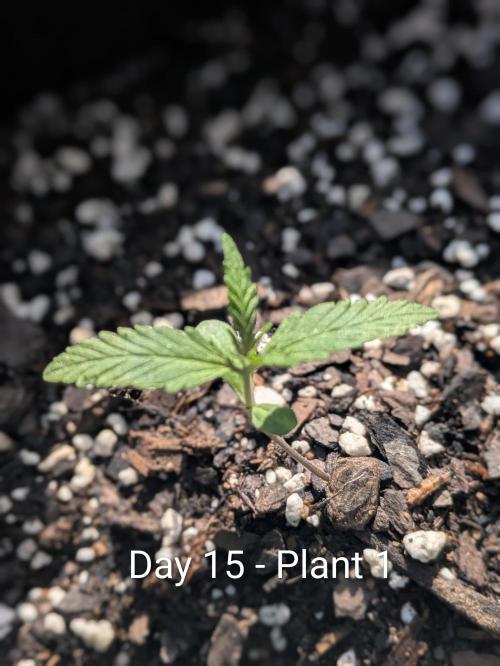 3rd Outdoor Grow - Purple Lemonade RF3. Week 2