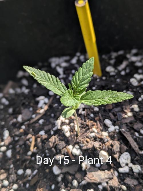 3rd Outdoor Grow - Purple Lemonade RF3. Week 2