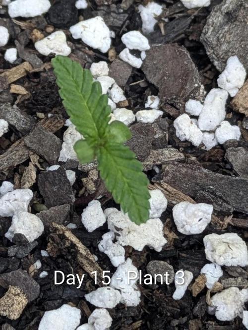Purple Lemonade Auto RF3. Week 2