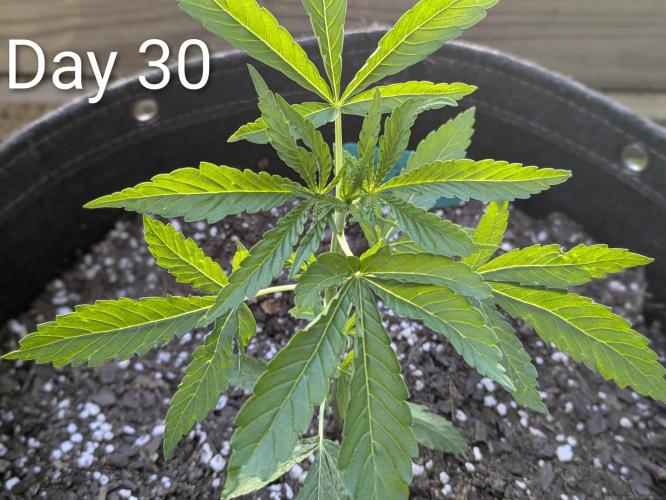 1st Outdoor Grow - Mystic Gorilla Auto. Week 4