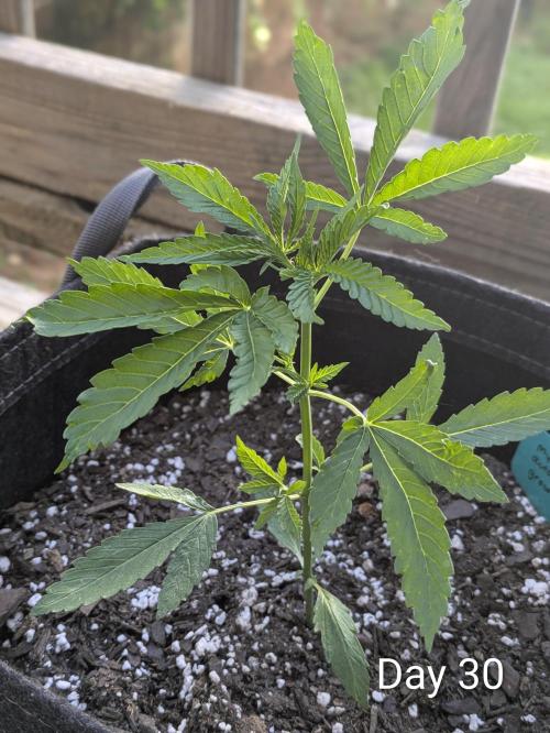 1st Outdoor Grow - Mystic Gorilla Auto. Week 4