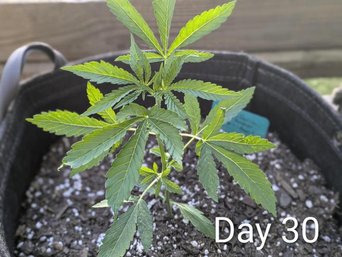 1st Outdoor Grow - Mystic Gorilla Auto. Week 4