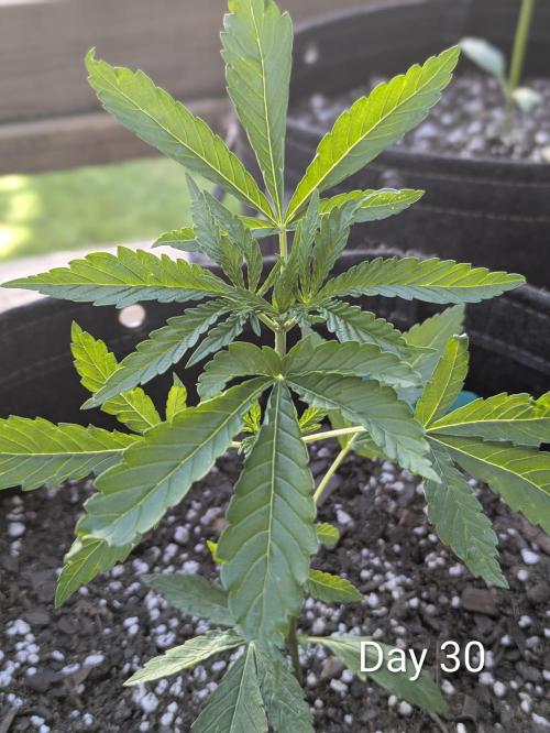 1st Outdoor Grow - Mystic Gorilla Auto. Week 4