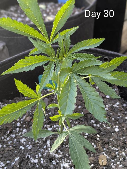 1st Outdoor Grow - Mystic Gorilla Auto. Week 4