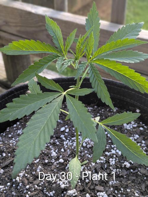 2nd Outdoor Grow - Mystic Gorilla Auto. Week 4