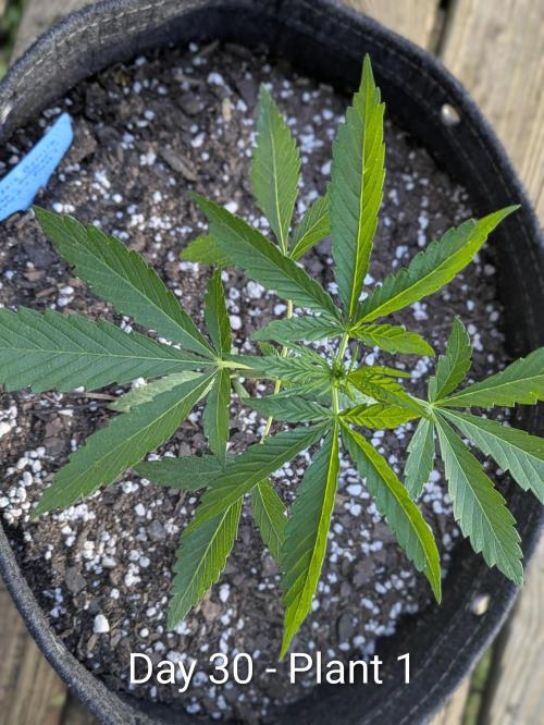 2nd Outdoor Grow - Mystic Gorilla Auto. Week 4