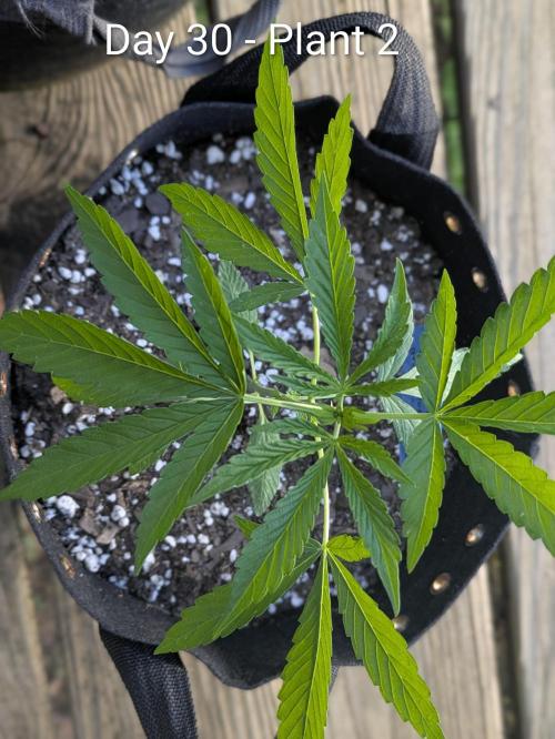 2nd Outdoor Grow - Mystic Gorilla Auto. Week 4