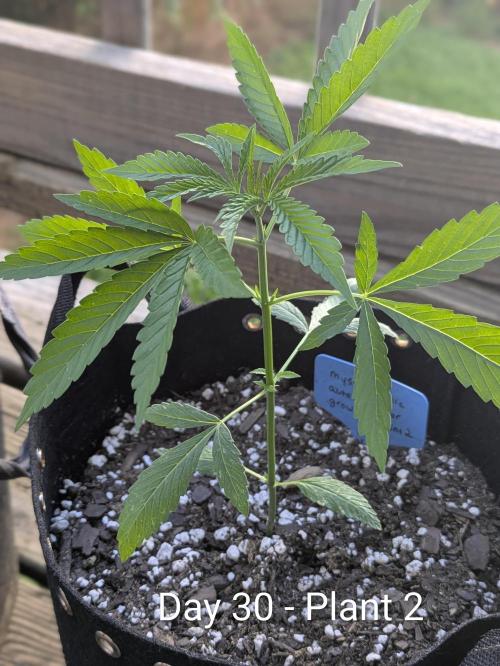 2nd Outdoor Grow - Mystic Gorilla Auto. Week 4