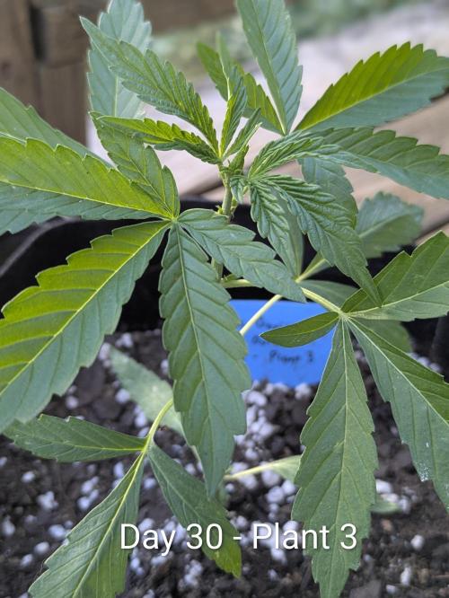2nd Outdoor Grow - Mystic Gorilla Auto. Week 4