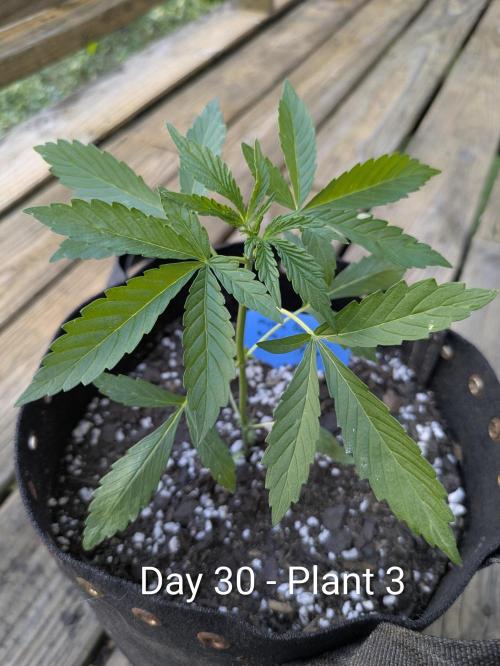 2nd Outdoor Grow - Mystic Gorilla Auto. Week 4
