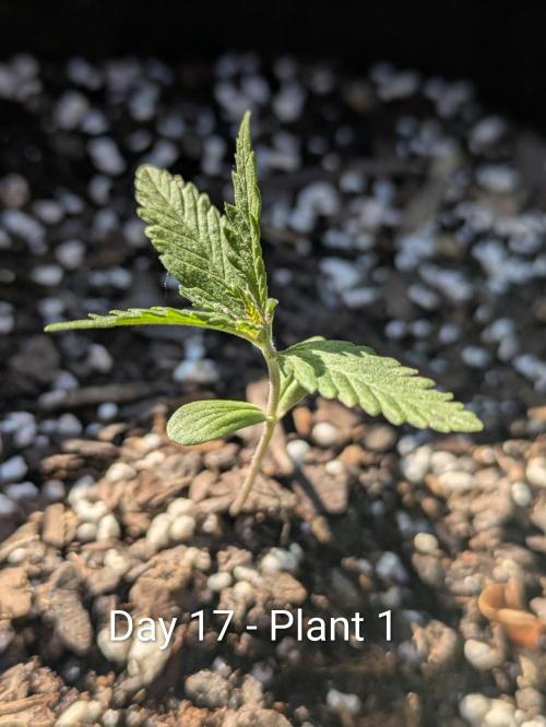 3rd Outdoor Grow - Purple Lemonade RF3. Week 2