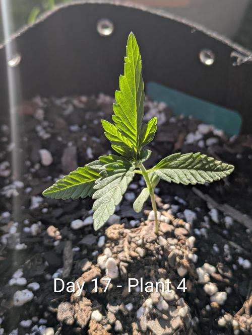 3rd Outdoor Grow - Purple Lemonade RF3. Week 2