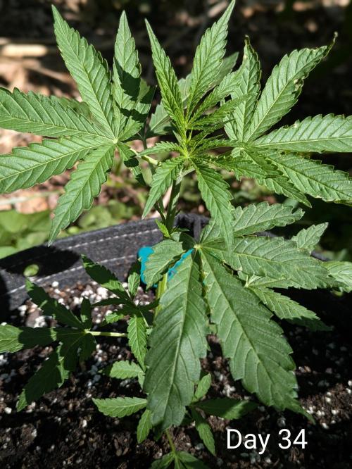 1st Outdoor Grow - Mystic Gorilla Auto. Week 4