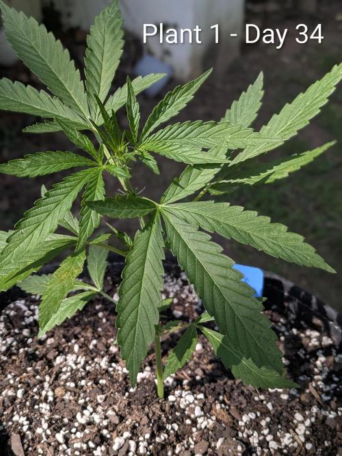 2nd Outdoor Grow - Mystic Gorilla Auto. Week 4