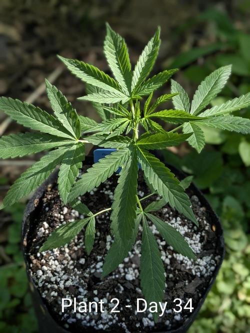 2nd Outdoor Grow - Mystic Gorilla Auto. Week 4