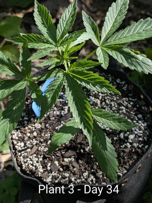 2nd Outdoor Grow - Mystic Gorilla Auto. Week 4