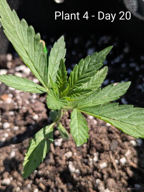 3rd Outdoor Grow - Purple Lemonade RF3. Week 2