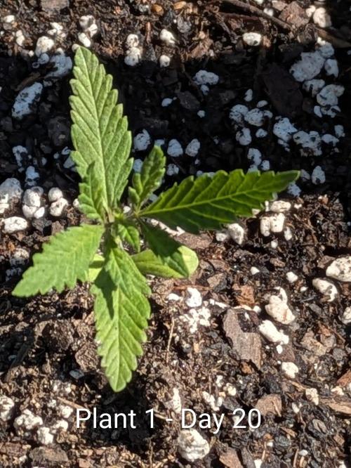 3rd Outdoor Grow - Purple Lemonade RF3. Week 2