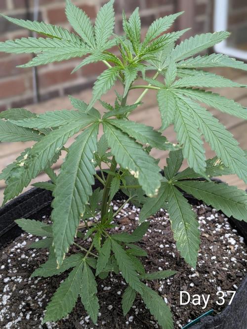 1st Outdoor Grow - Mystic Gorilla Auto. Week 5